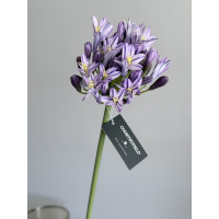 Agapanthus