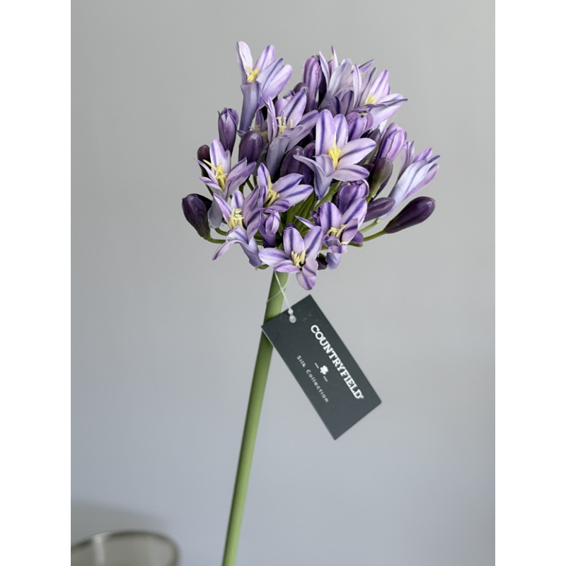 Agapanthus