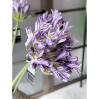 Agapanthus