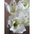  Zijden Amaryllis wit 80cm