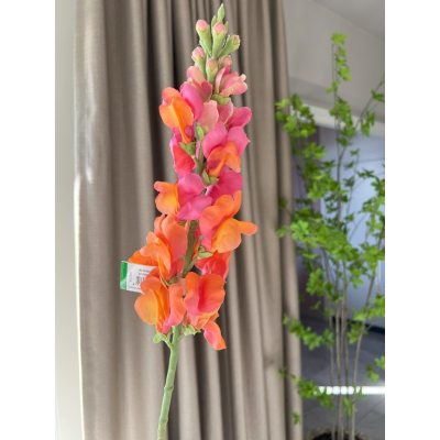 Antirrhinum