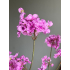 Cherry Blossom 85cm
