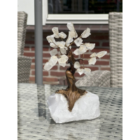 Bonsai Boom 17cm