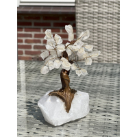 Bonsai Boom 17cm