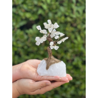 Bonsai Boom 17cm