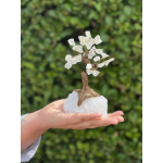 Bonsai Boom 17cm