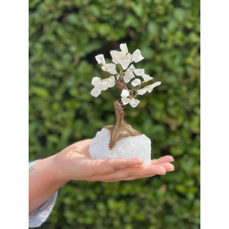 Bonsai Boom 17cm