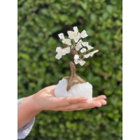 Bonsai Boom 17cm