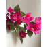 Bougainville tak 75cm fuchsia