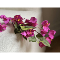 Bougainville tak 75cm