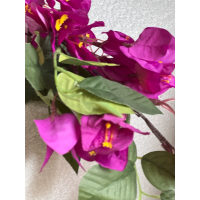 Bougainville tak 75cm
