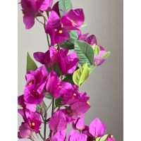 Bougainville tak 75cm