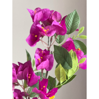 Bougainville tak 75cm