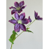 Clematis tak 67cm