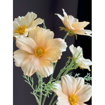 Cosmos 75cm