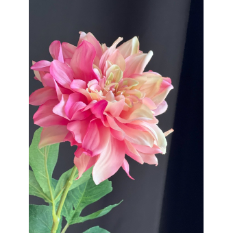 Dahlia 60cm