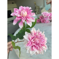 Dahlia Sharon 60cm