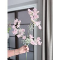 Wildwortel roze