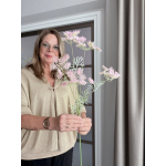 Wildwortel roze