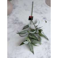 Eucalyptus blad
