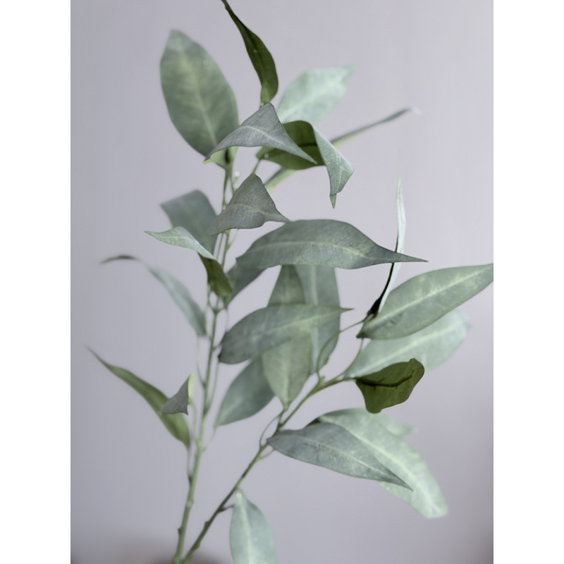 Eucalyptus blad
