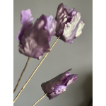 Tulp Vivaldi