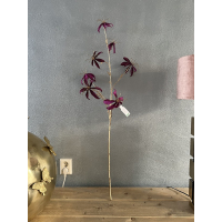 Gloriosa tak paars/goud 108cm