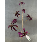 Gloriosa tak paars/goud 108cm