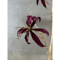 Gloriosa tak paars/goud 108cm