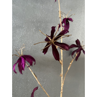 Gloriosa tak paars/goud 108cm