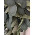 Toef hang Eucalyptus groen