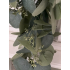 Toef hang Eucalyptus groen
