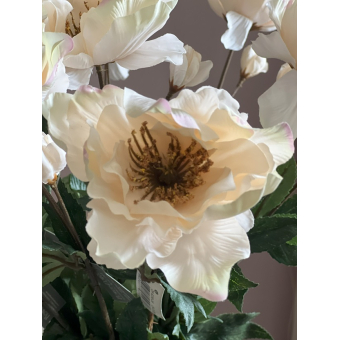 Helleborus creme 60cm