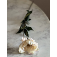 Helleborus creme 60cm