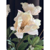 Helleborus creme 60cm