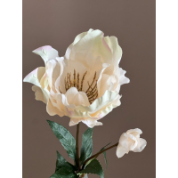 Helleborus creme 60cm