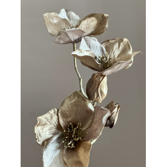 Helleborus Taupe 51cm