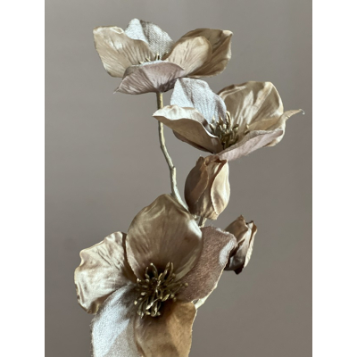 Helleborus Taupe 51cm