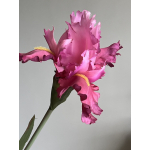 Iris Hollandia 94cm