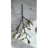 Magnolia knoppen tak