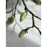 Magnolia knoppen tak