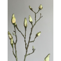 Magnolia knoppen tak