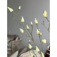 Magnolia knoppen tak