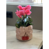 Kers bloempot