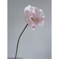 Klaproos zacht roze 61cm