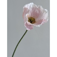 Klaproos zacht roze 61cm