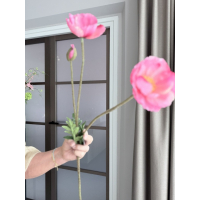 Papaver roze