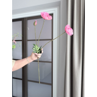 Papaver roze
