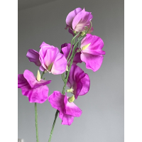 Lathyrus