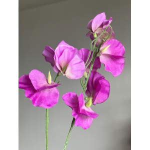 Lathyrus